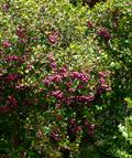 Acmena smithii
